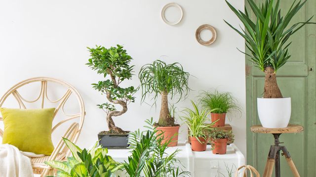 Comment entretenir ses plantes d'intérieur ? - Blog jardinage