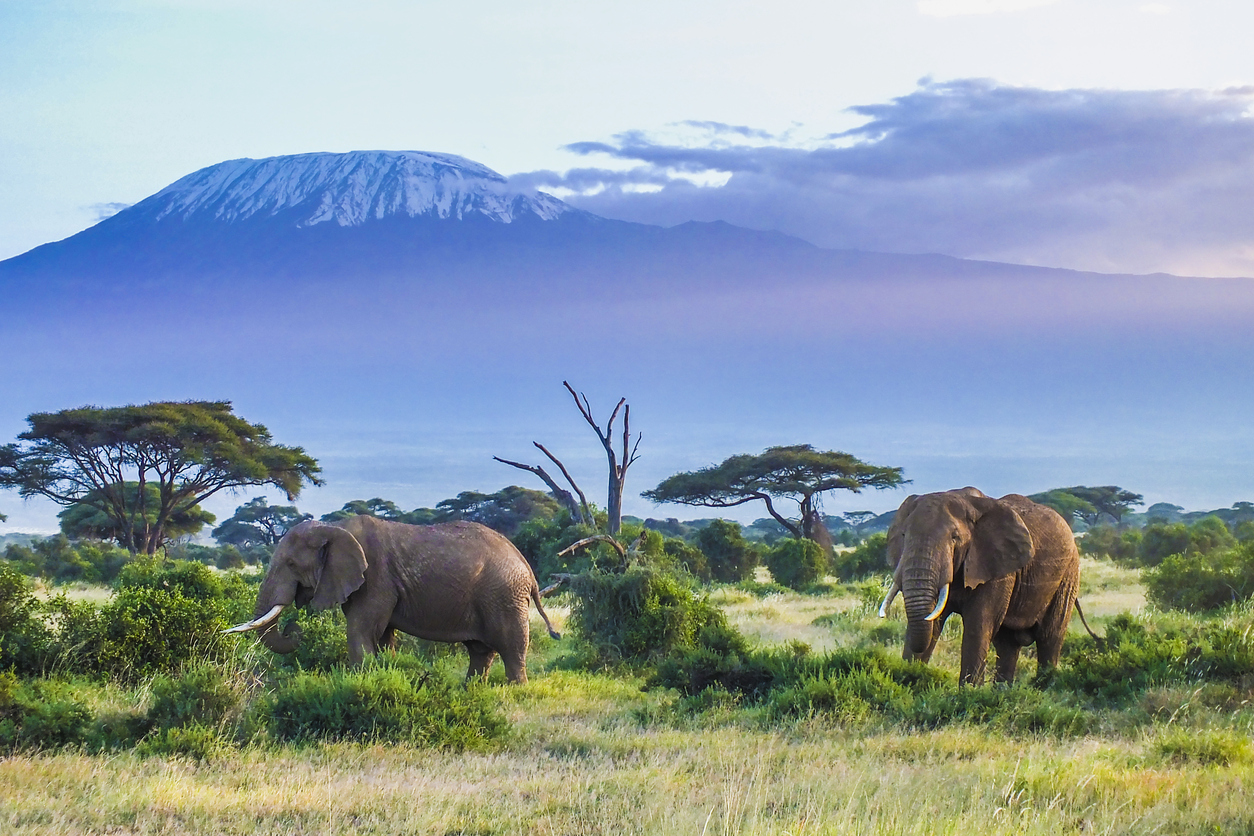 Des éléphants pres du Kilimanjaro