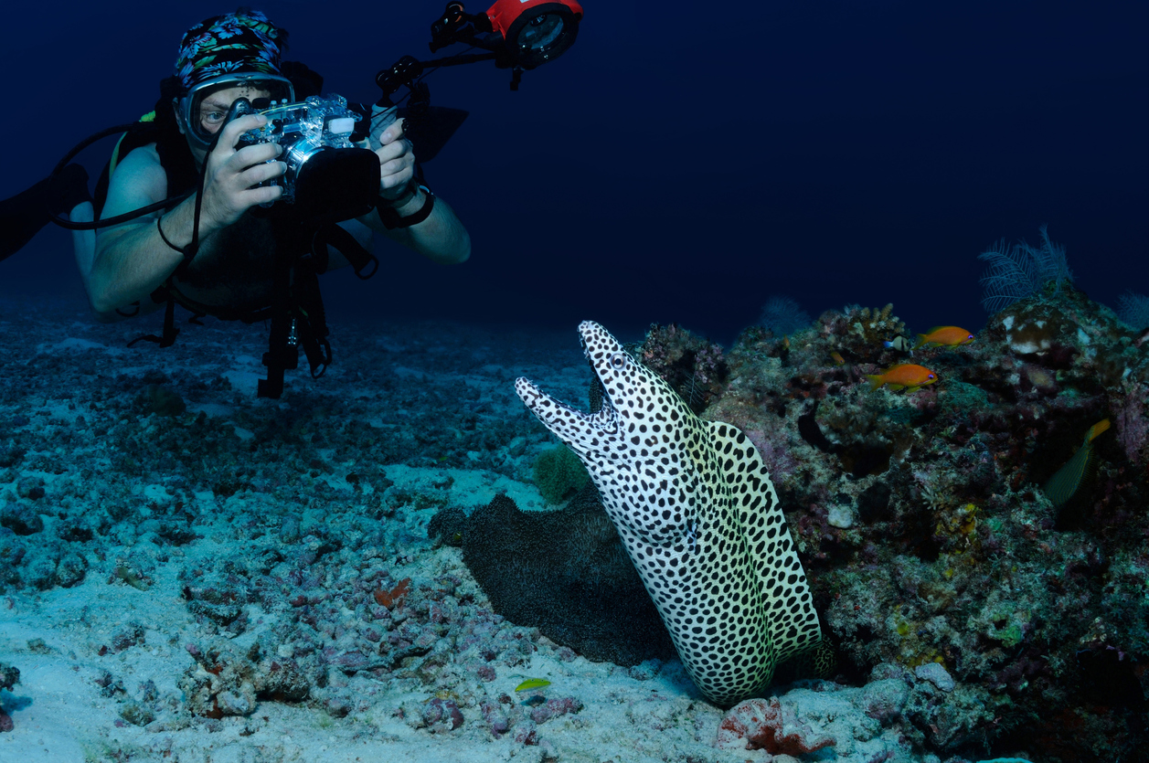 Photographe sous marin photographiant une murène