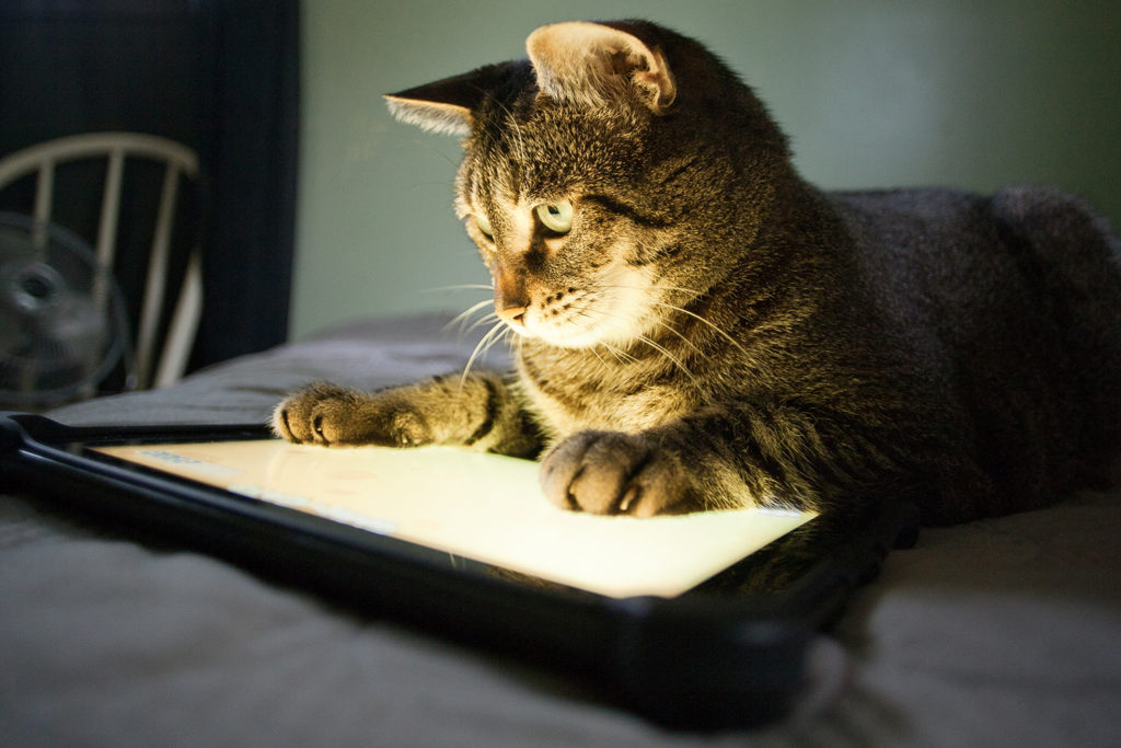 Un chat regardant un écran