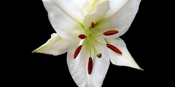 Écrire une carte de condoléances : 30 exemples de textes
