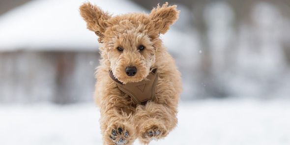 Dog in the snow