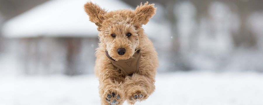 Dog in the snow