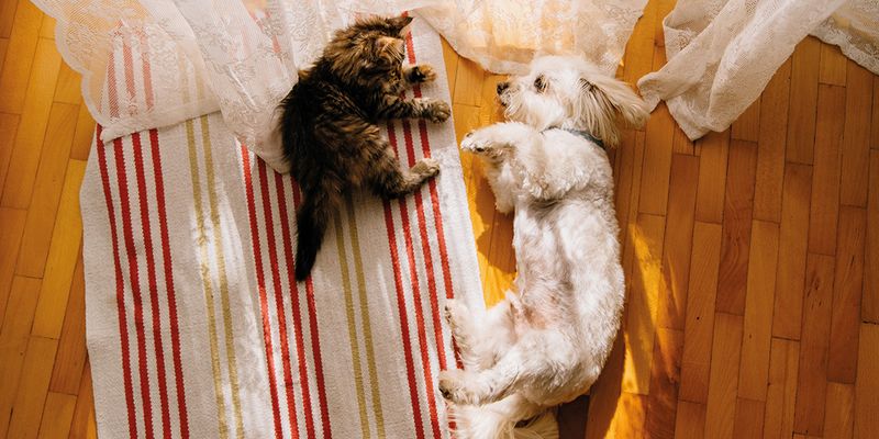 Guide ultime d’idées cadeaux pour les amis des bêtes