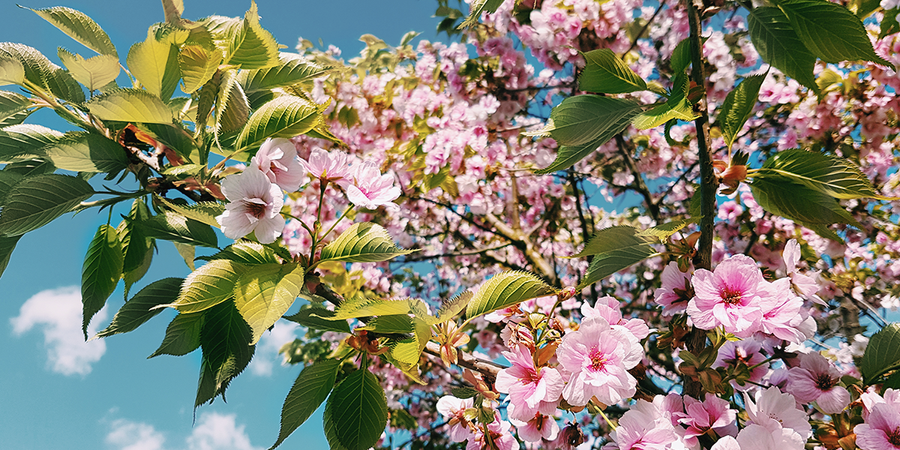 Une vue vers le haut d'une canopée de cerisiers en fleurs aux Kew Gardens à Londres, illustrant la diversité des variétés avec Photobox.