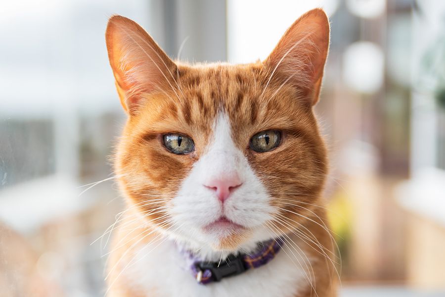 Un portrait en gros plan du visage d'un chat roux illustre le conseil de Wes Kristopher pour Photobox: se mettre au niveau des yeux pour capturer plus de personnalité lors des séances photo animalières.