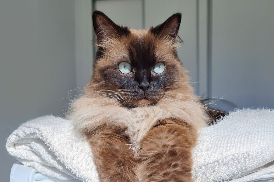 Un chat brun tout doux aux yeux bleu vif, appartenant à Ivo, illustre les conseils de Photobox sur l'utilisation de la lumière naturelle pour prendre de meilleures photos d'animaux.