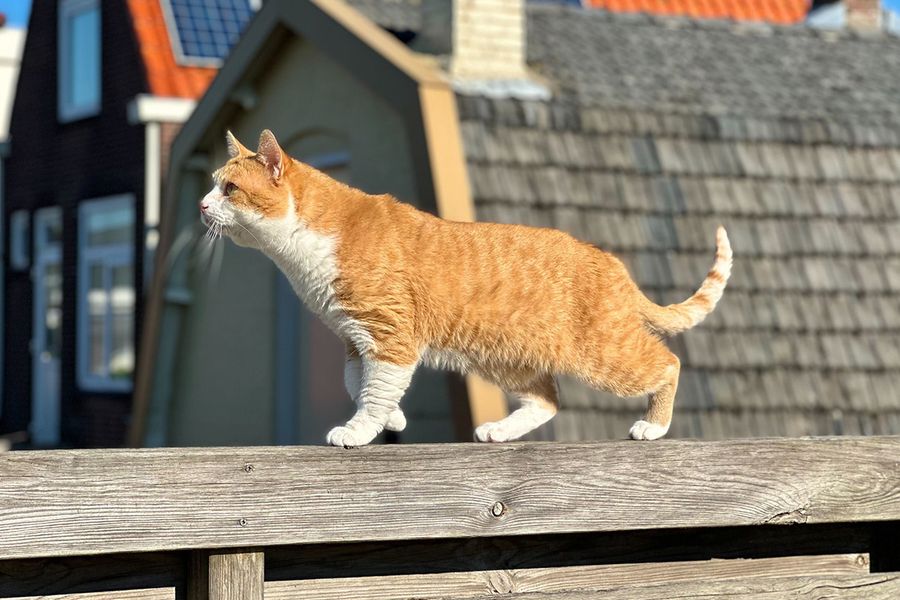 Kacchan le chat roux illustre le conseil de Ran pour Photobox: suivre la lumière du soleil pour obtenir le meilleur étalonnage naturel des couleurs dans les photos de chats.