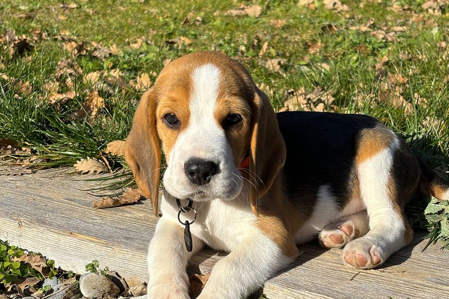 Patch le chiot illustre le conseil de Camille pour Photobox: utiliser le mode Live pendant les séances photo avec son chiot, pour choisir la meilleure image après coup.
