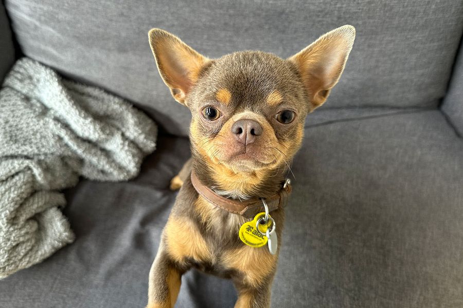 Giorgio le chihuahua regarde droit dans l'objectif, illustrant le conseil de Maia pour Photobox: émettre des sons aigus pour attirer l'attention du chien et obtenir la photo parfaite.