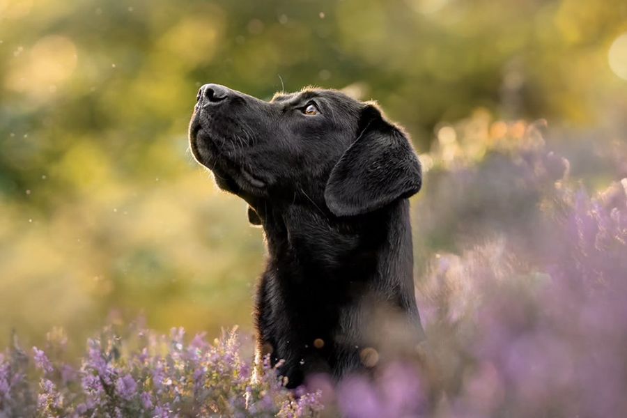 Un labrador noir se tient dans un champ de lavande, illustrant le conseil de Holly Dwyer pour Photobox sur la manière de capturer une véritable connexion lors des séances photo en famille avec son animal.