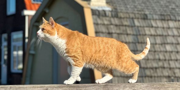 Un chat roux illustre le guide d'experts de Photobox pour prendre de meilleures photos d'animaux, avec des conseils pour les séances photo chats et chiens.