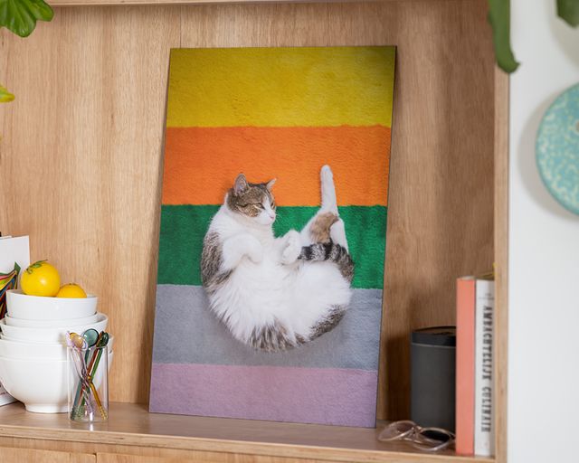 Une photo sur aluminium représentant un chat sur un fond arc-en-ciel.