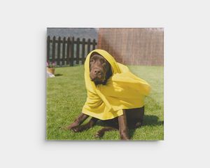 Une photo sur acrylique représentant un chien en extérieur sur une couverture jaune.
