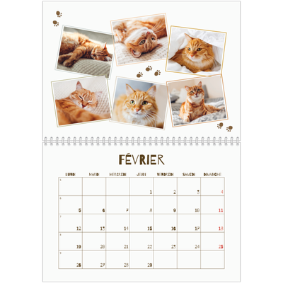 Calendrier photo A4 double (30 x 40 cm) — Chaton joueur [Février]