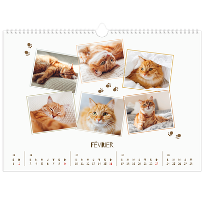 Calendrier photo A3 — Chaton joueur [Février]