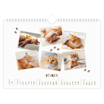 Calendrier photo A4 — Chaton joueur [Février]