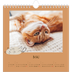 Calendriers annuels carré — Chaton joueur [couverture]