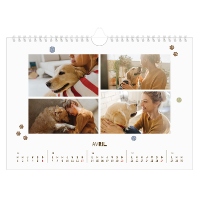 Calendrier photo A4 — Chiot joueur [Avril]