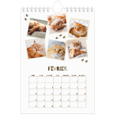 Calendrier photo A5 — Chaton joueur [Février]